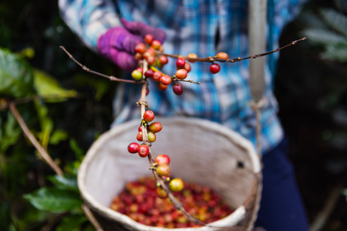 coffee cherries being picked and put into a basket for sorting 
